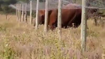 Un éléphant rampe sous une clôture anti-éléphant