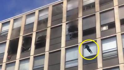 Un chat saute du 4e étage d'un immeuble en feu