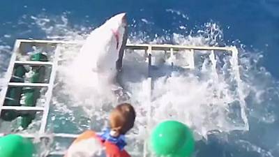 Un requin entre dans la cage d'un plongeur