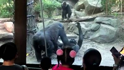 Un gorille fait une fellation à un autre gorille dans un zoo