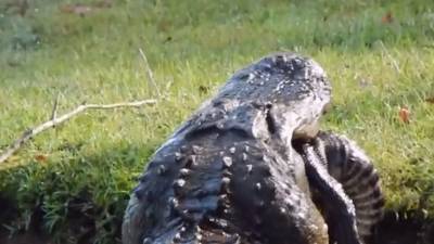 Un alligator géant mange un autre alligator
