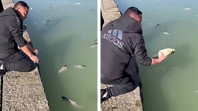 De l'alcool de riz se déverse dans un lac et les poissons sont tous défoncés