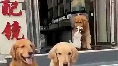 Un chien veut absolument un chat sur la photo de famille