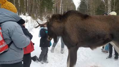 Un élan attaque des touristes