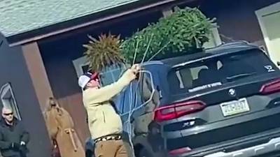 Un boulet accroche un sapin sur le toit de sa voiture