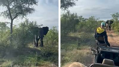 Un éléphant charge une voiture de touristes
