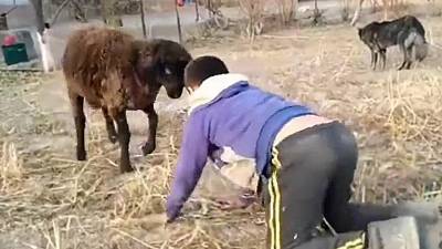 Un enfant tente de mettre un coup de boule à un mouton