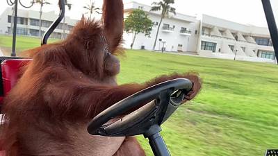 Un orang-outan conduit une voiture de golf