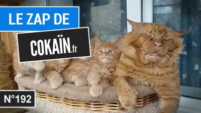 Le Zap de Cokaïn.fr n°192