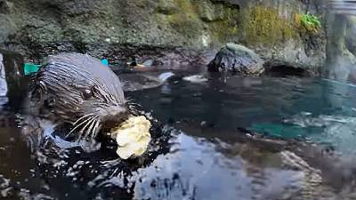 Des loutres de mer font un festin d'huîtres
