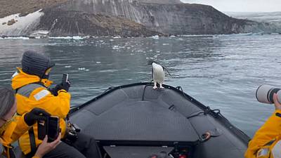 Un manchot se réfugie sur un bateau pour échapper à une attaque de léopard de mer
