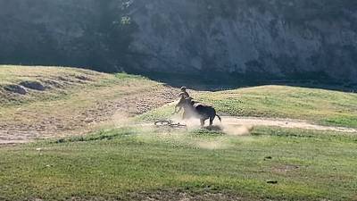 Des cyclistes se font charger par un taureau pendant une course