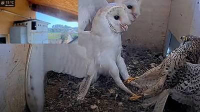 Un faucon attaque des chouettes