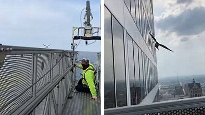 Des ouvriers sur une plateforme suspendue se font attaquer par un faucon