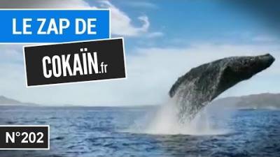 Le Zap de Cokaïn.fr n°202