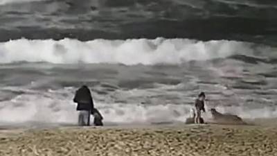 Un coyote attaque une petite fille sur la plage et personne ne bouge