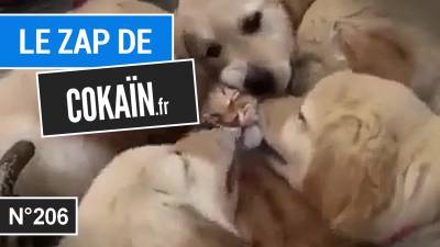 Le Zap de Cokaïn.fr n°206