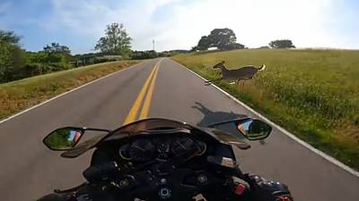 Il percute une biche à 120 km/h sur une Suzuki Hayabusa