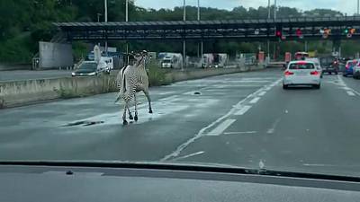 Un zèbre se ballade sur l'A63