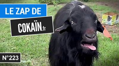 Le Zap de Cokaïn.fr n°223