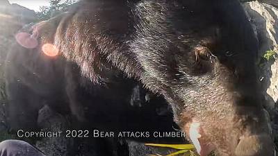 Une ourse attaque un grimpeur
