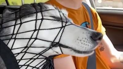 Le Zap de Cokaïn.fr n°232