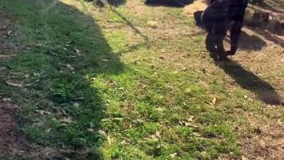 Moqué par les visiteurs, un bonobo brise la vitre de son enclos