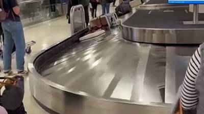 🦌 USA : La glacière d'un chasseur s'ouvre à l'aéroport, de la viande de cerf se répand partout