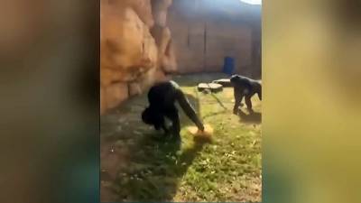 SCÈNE CHOC AU ZOO ! Humilié par des Ados, Ce Bonobo EXPLOSE de Colère et FISSURE son Enclos !