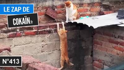 Le Zap de Cokaïn.fr n°413