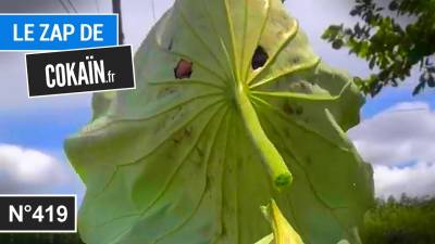 Le Zap de Cokaïn.fr n°419