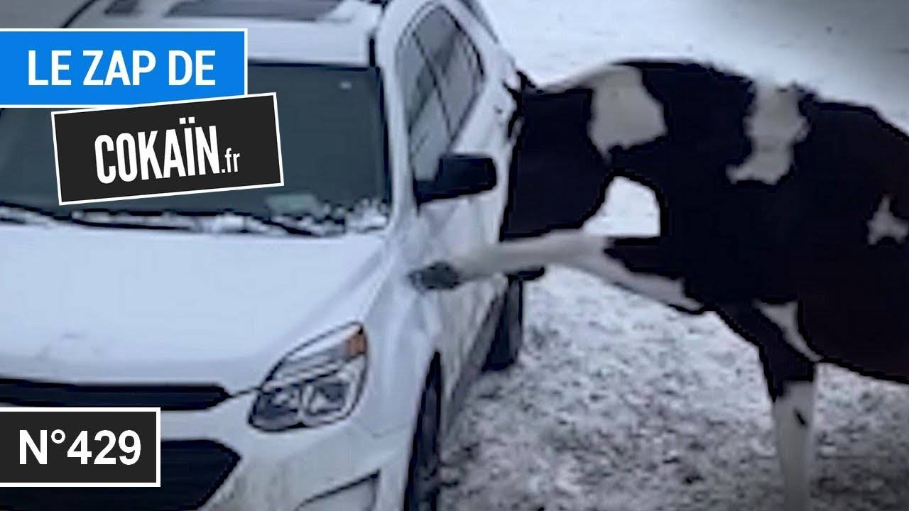 Le Zap de Cokaïn.fr n°429