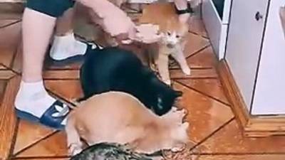 Harmonie au menu : le repas orchestré de sept chats modèles