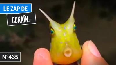 Le Zap de Cokaïn.fr n°435