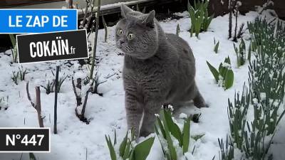 Le Zap de Cokaïn.fr n°447