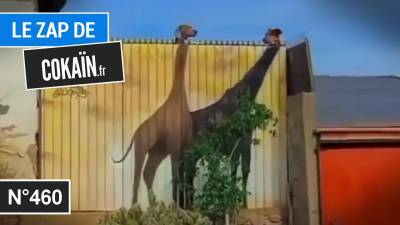 Le Zap de Cokaïn.fr n°460