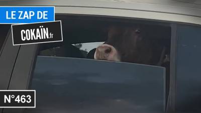 Le Zap de Cokaïn.fr n°463