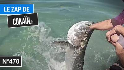 Le Zap de Cokaïn.fr n°470
