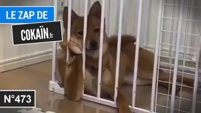 Le Zap de Cokaïn.fr n°473