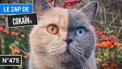 Le Zap de Cokaïn.fr n°475