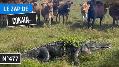 Le Zap de Cokaïn.fr n°477