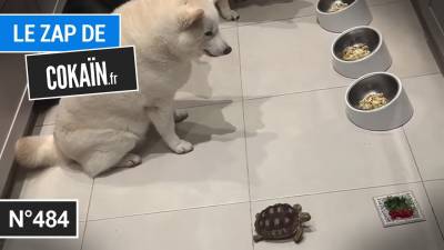 Le Zap de Cokaïn.fr n°484