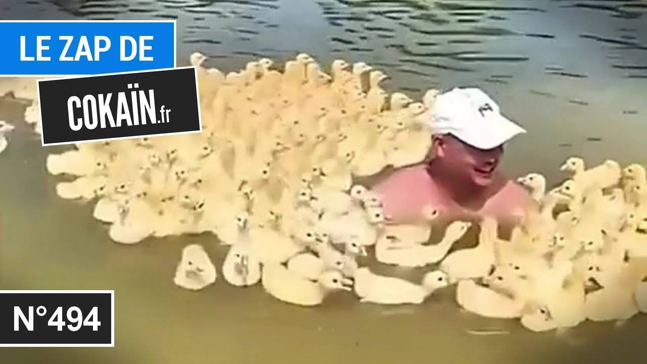 Le Zap de Cokaïn.fr n°494