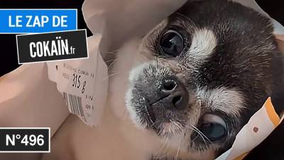 Le Zap de Cokaïn.fr n°496