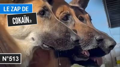 Le Zap de Cokaïn.fr n°513