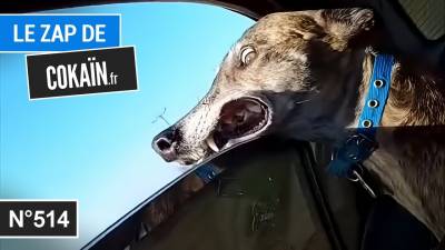 Le Zap de Cokaïn.fr n°514