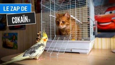 Le Zap de Cokaïn.fr n°530