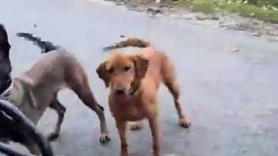 Lévrier : Décryptage de la Vitesse du Chien le Plus Rapide au Monde