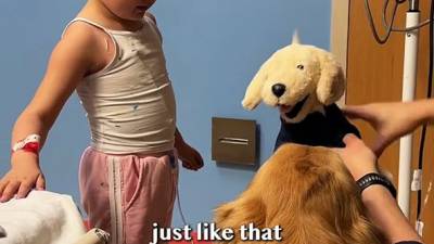 Thérapie animale : Deux Golden Retrievers apportent réconfort et espoir à une fillette avant une opération cruciale