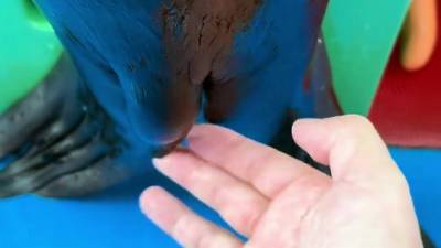 La réaction sans équivoque d'une otarie face à un contact inattendu